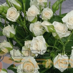 Cream Spray Rose – Logistics Farms
